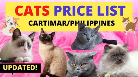 Cats For Sale in Cebu (3) .